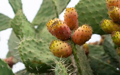 Understanding the production process of prickly pear seed oil