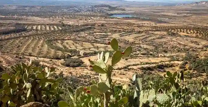 champ-Tunisie La Tunisie, terre d'exception<br />